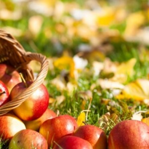 Garten im November