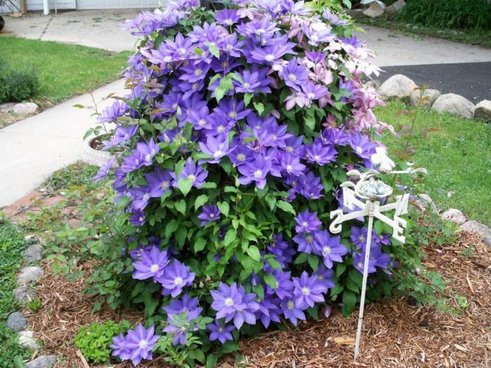 gartengestaltung im september clematis blau lila kletterpflanze