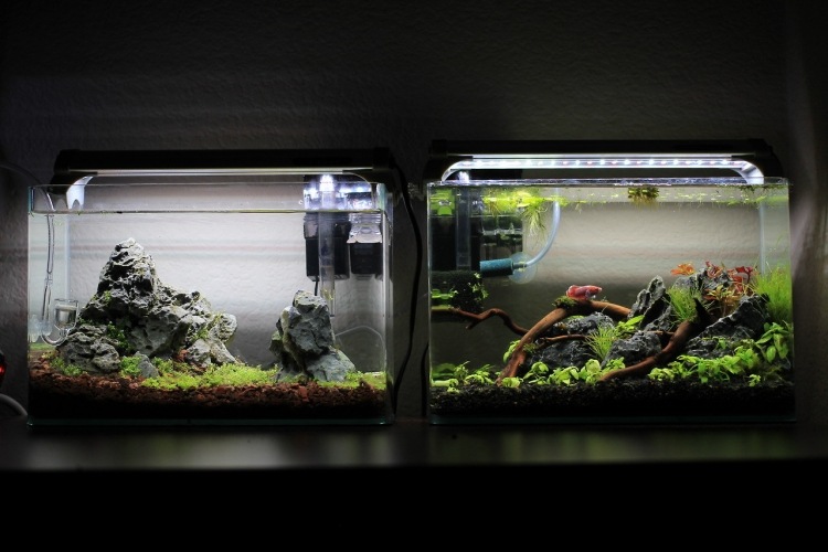 nano-aquarium-einrichten-anleitung-zwei-gesteine-pflanzen-wasser-fische-klein