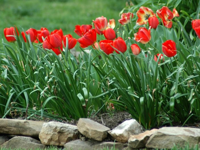 rote tulpen herbst pflanzen zwiebeln knollen gartengestaltung