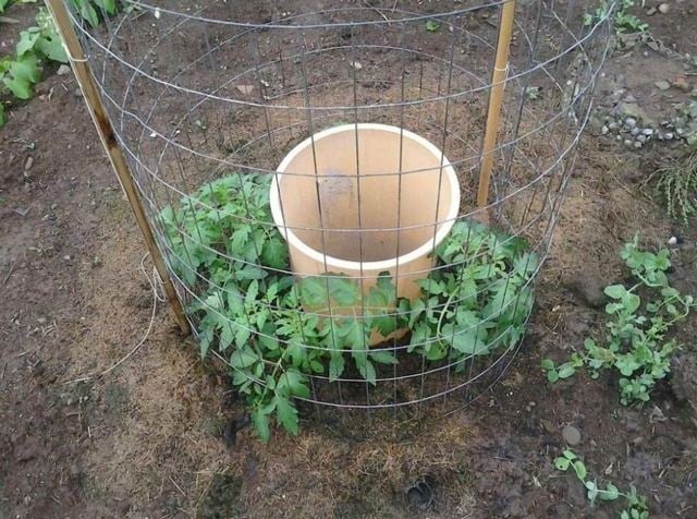 tomaten pflanzen eimer wasserspeicher gitter gartentipps