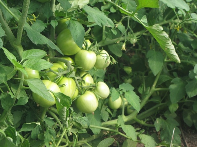 tomaten pflanzen großziehen grün eimer wasserspeicher