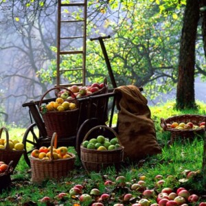 Äpfel-Ernte-Bäume-für-den-Pflanzenschutz-im-Januar-vorbereiten
