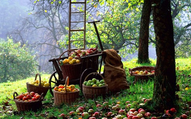 Äpfel-Ernte-Bäume-für-den-Pflanzenschutz-im-Januar-vorbereiten
