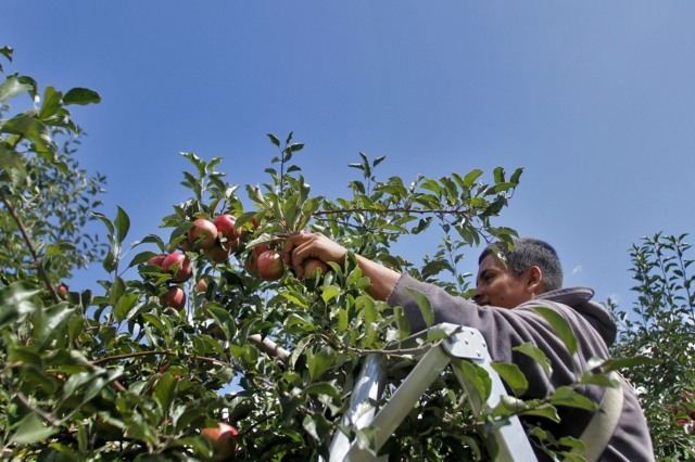 Äpfel-pflücken-Ernte-Mann-auf-Leiter