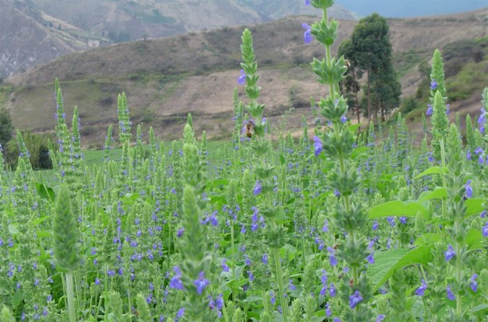 Chia-Samen-Feld-mit-Blüten