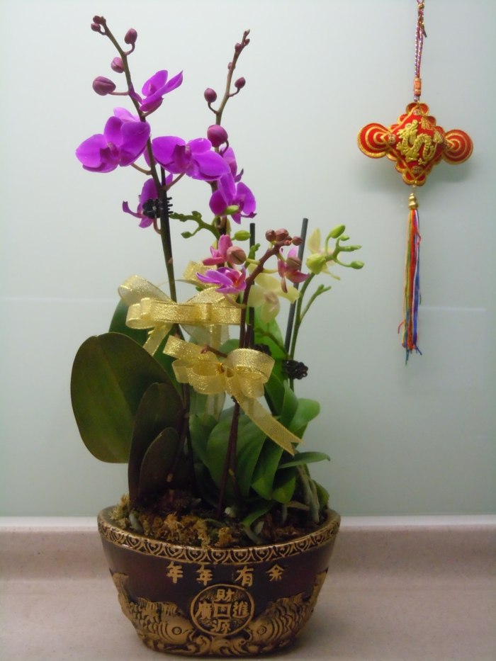 Drachen-Jahr-Blumentopf-Symbolik-mit-Orchideen