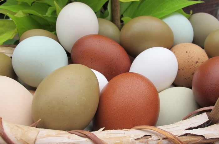Farbe-der-Eierschale-beeinflusst-durch-die-Rasse-des-Huhns