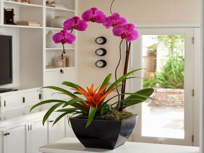 Lila-Orchideen-Blumentopf