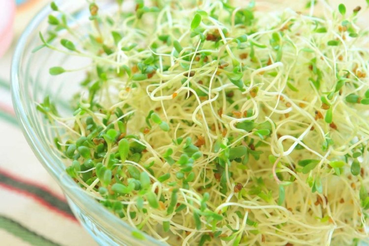 gartenarbeit-dezember-keimsprossen-fensterbrett-salate