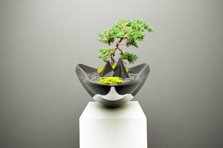 schwarze bonsaischale modernes-design-form