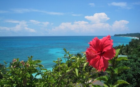 tropische-Hibiskus-Pflanze