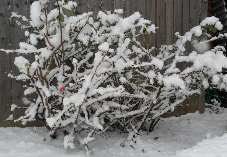 Japanische-Zierquitte-strauch-kalteresistent-schneebedeckt Garten im Januar
