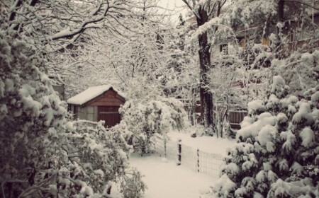 Garten im Januar