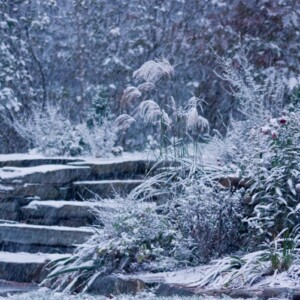 Garten im Januar