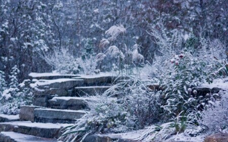 Garten im Januar