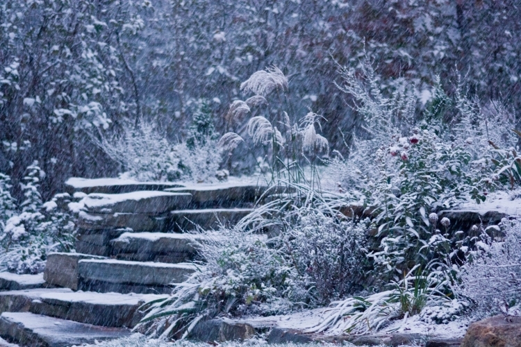 Garten im Januar