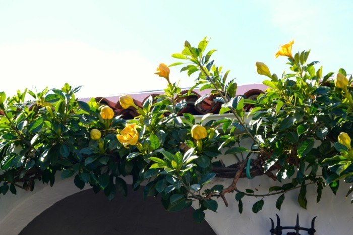 goldkelch gelbe blueten kletterpflanze garten november