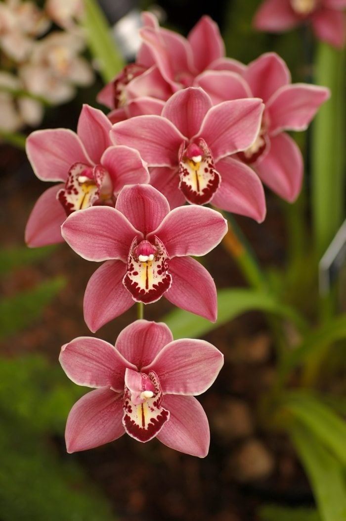 orchidee pflegen garten im november rosa blueten exotische pflanze