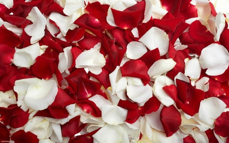 schlafzimmer-romantisch-deko-weisse-rote-rosenbluetenblatter