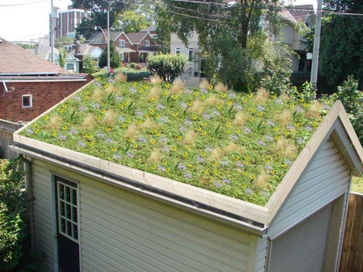 Dachbegrünung klein anfangen Gartenhaus Dach bepflanzen