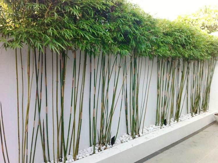 Bambus-Garten-Sichtschutz-Betonmauer-weiß-Pflanzen-Ideen