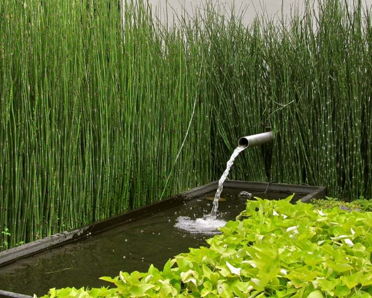 Bambus im Garten-Sichtschutz-Gartenteich-Wasserspiele-Pfeilbambus