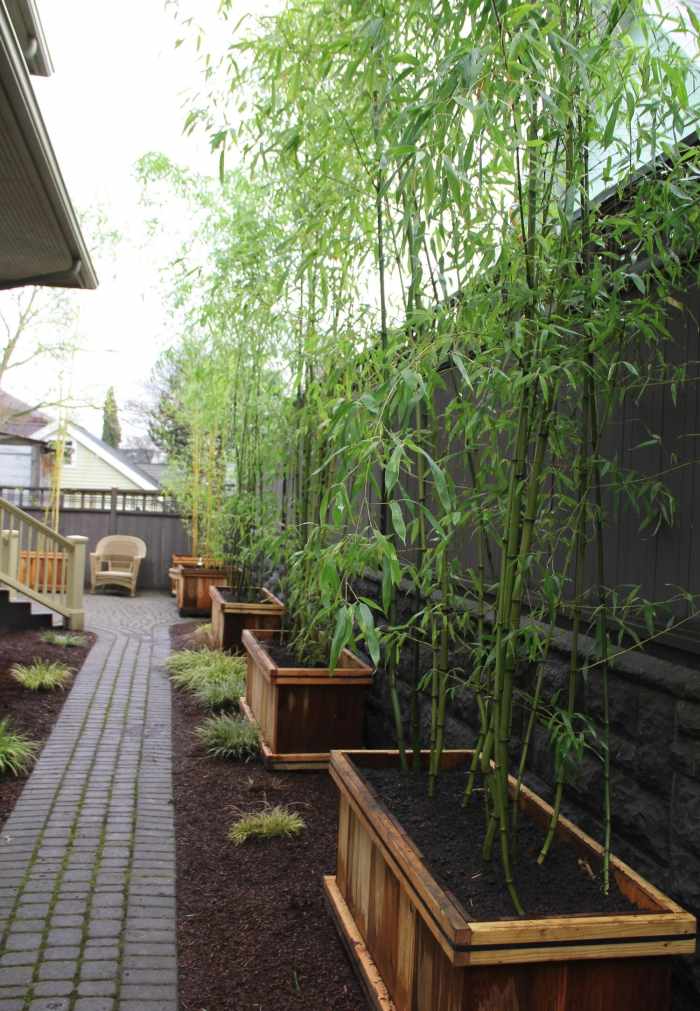 Bambus-im-Garten-in-Holzkübeln-pflanzen-Tipps-zur-Pflege