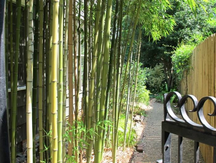 Bambus-im-Garten-pflanzen-immergrün-pflegeleicht