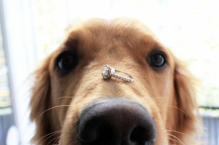 Heiratsantrag-Ideen-Hund-Verlobungsring-Ideen