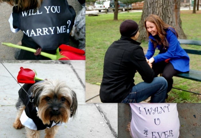 Heiratsantrag-Ideen-Hund-bittet-um-Ihre-Hand