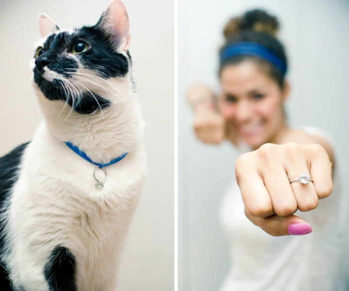 Heiratsantrag-Ideen-Katze-gibt-Verlobungsring-originell-romantisch