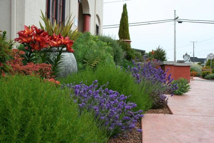 Mediterraner-Garten-Beispiele-Gartenideen-Blumen-Duftpflanzen