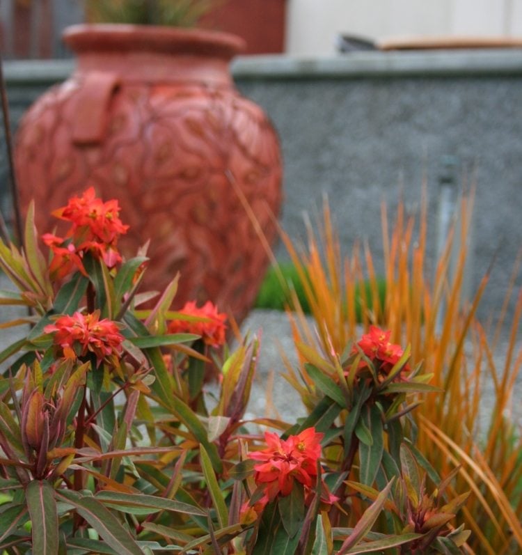 Mediterraner-Garten-Tontopf-rote-Blumen-Bilder