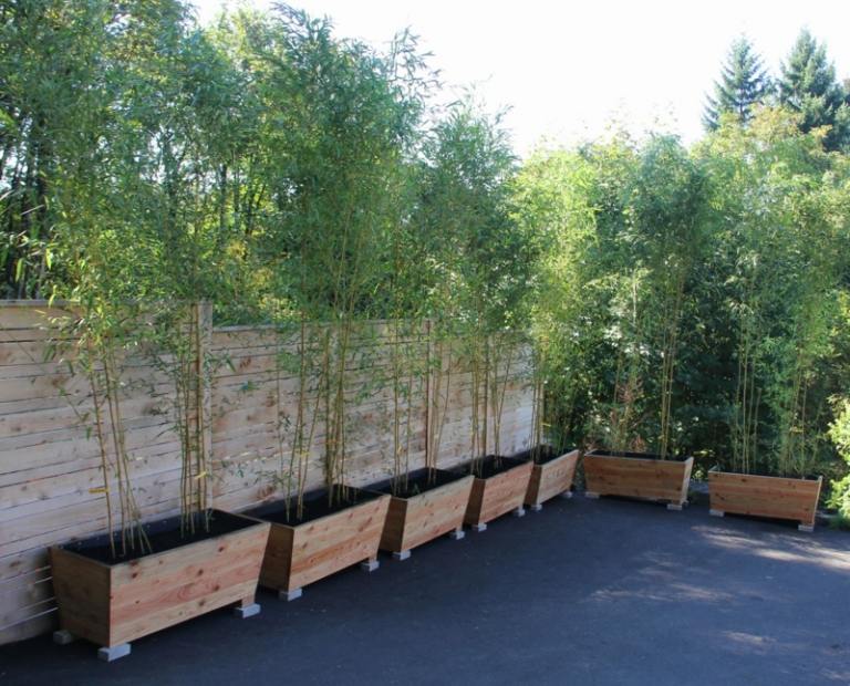 bambus im garten diy sichtschutz idee pflanzkuebel terrasse