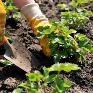 Bodenverbesserung im Garten