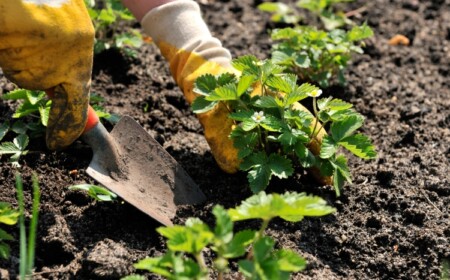 Bodenverbesserung im Garten