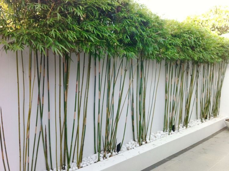 Feng Shui Garten gestalten bambuspflanzen-weisser-kies-sichtschutz
