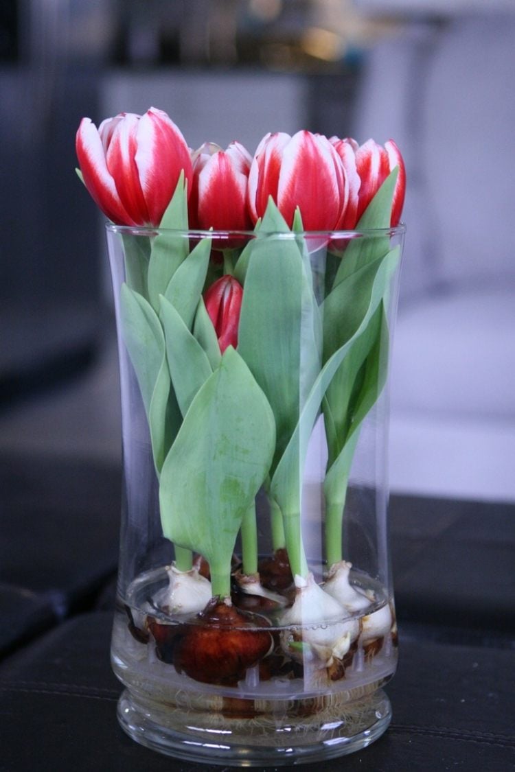Frühlingsdeko im Glas -ideen-vase-weisse-tulpen-knollen-wasser