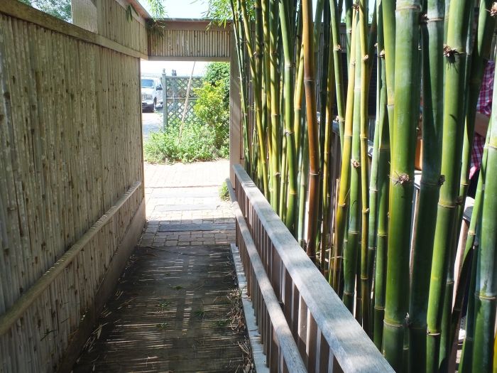 sichtschutzzaun-aus-schnellwachsenden-pflanzen-Bambus-im-Garten