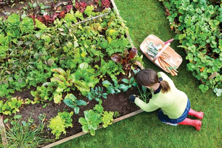 Tipps zur Gartenpflege fehler-vermeiden-gemuese-gruensalate