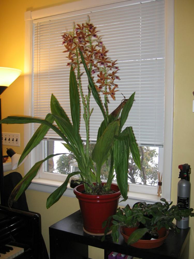Blütende-Orchideen-als-Zimmerpflanze