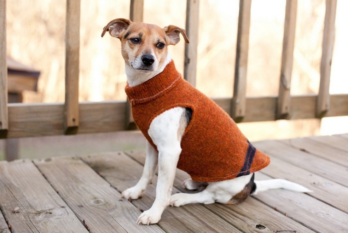 Hundebekleidung-selber-machen-Tipps-Hundepullover-für-den-Winter