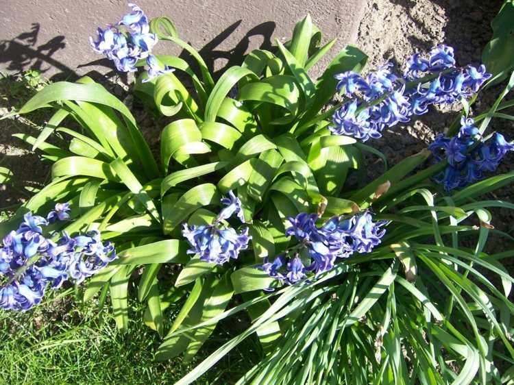 Hyazinthen-blau-Gartenwiese-anlegen