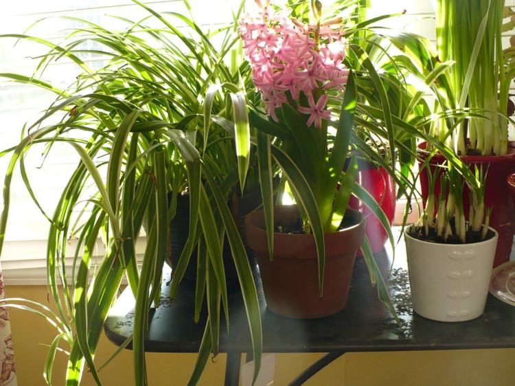 Hyazinthen-Tulpen-Zimmerpflanzen