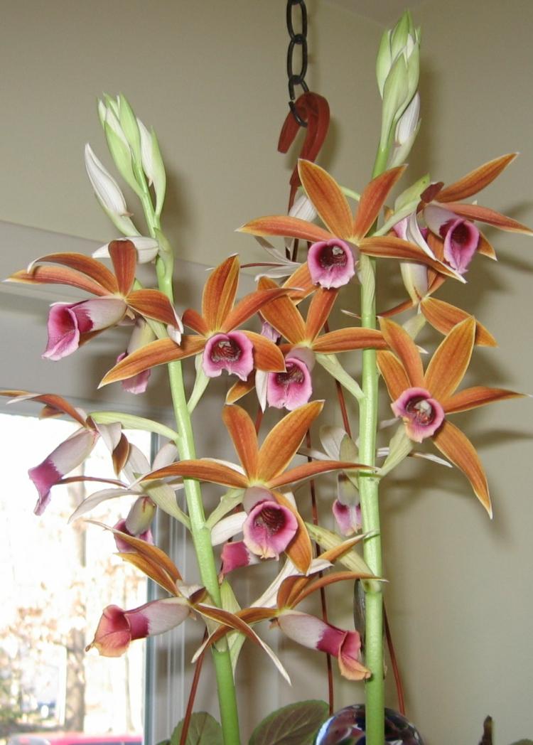 Nonnen-Orchideen-bei-ihrer-Blütezeit