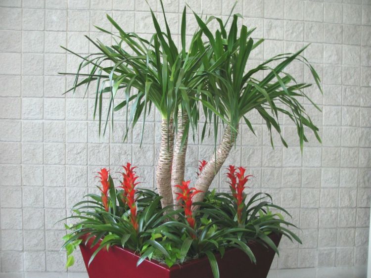 Palme-Zimmerpflanze-für-Zuhause