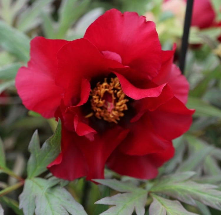 Pfingstrosen-Garten-Black-Pirate-rot-schwarz-Sommer-blühend