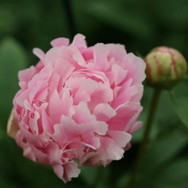 Pfingstrosen-Garten-Catherina Fontijnrosa-Blüten