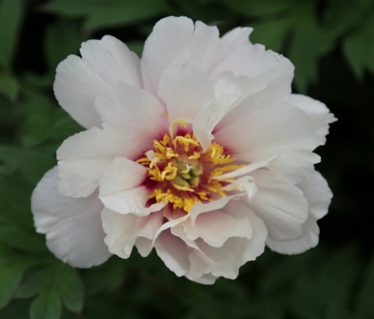 Pfingstrosen-Garten-Cora-Louise-weiß-rosa-Blume-Sommer